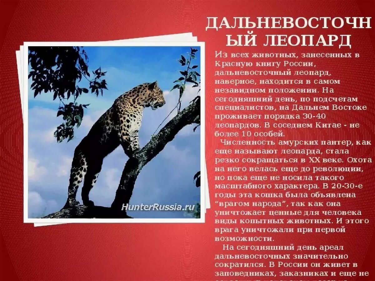 Животные которые занесены в красную книгу России