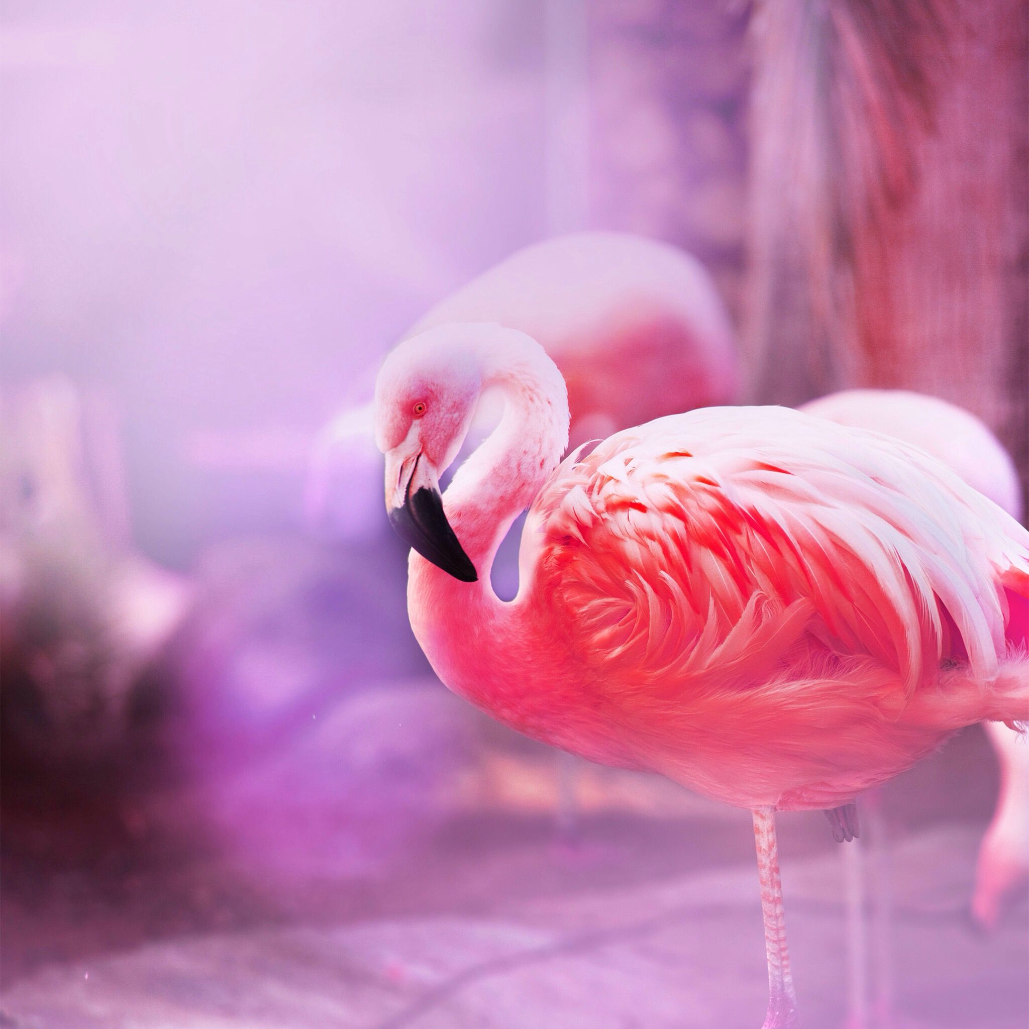 Голубой фламинго красивые фото и картинки