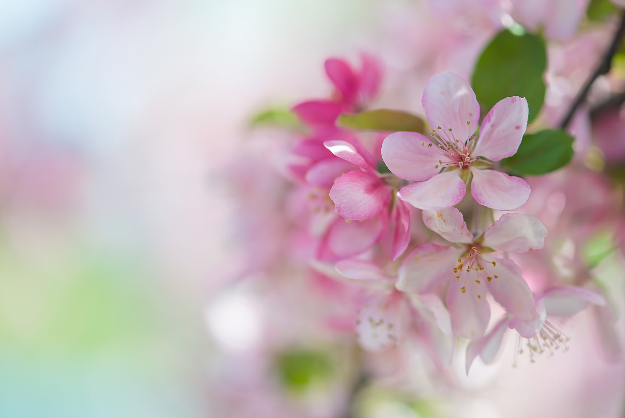 Нежно розовые цветы яблони