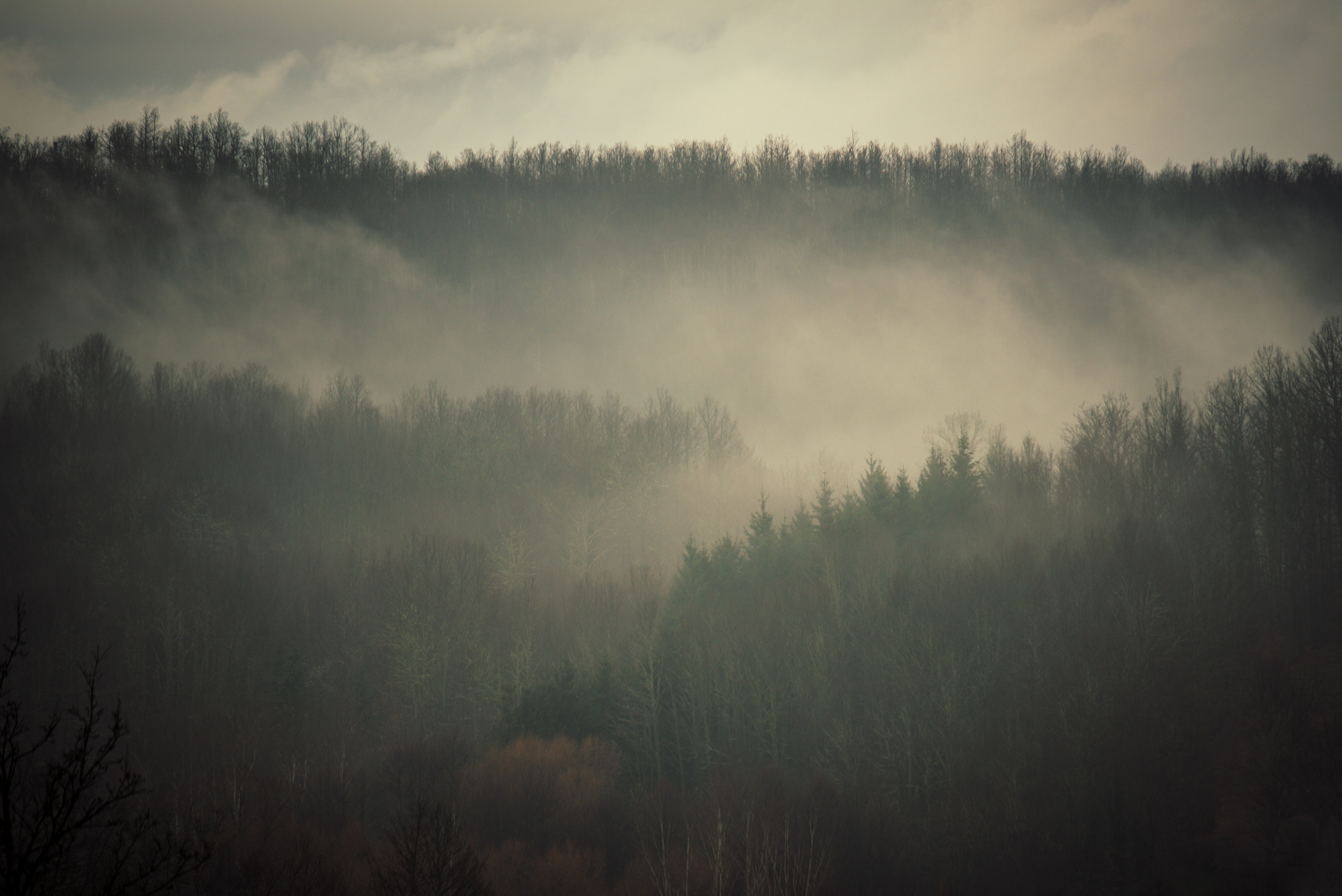 Лес в тумане сверху