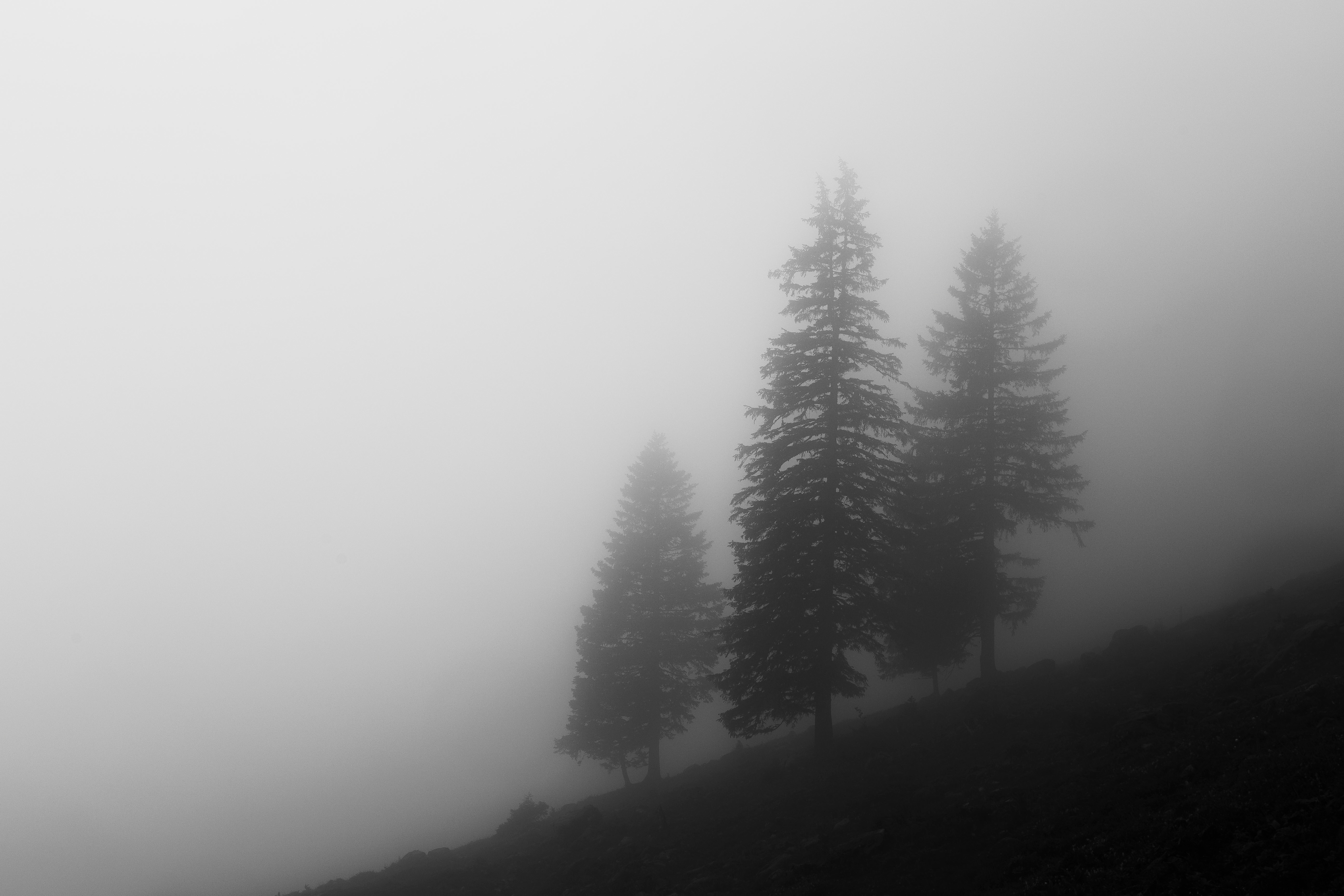 Лес в тумане чёрногбелый