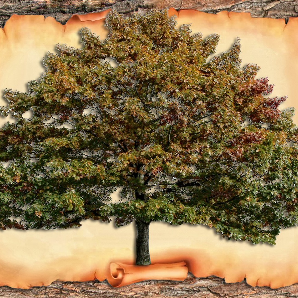 Красивое дерево для генеалогического древа
