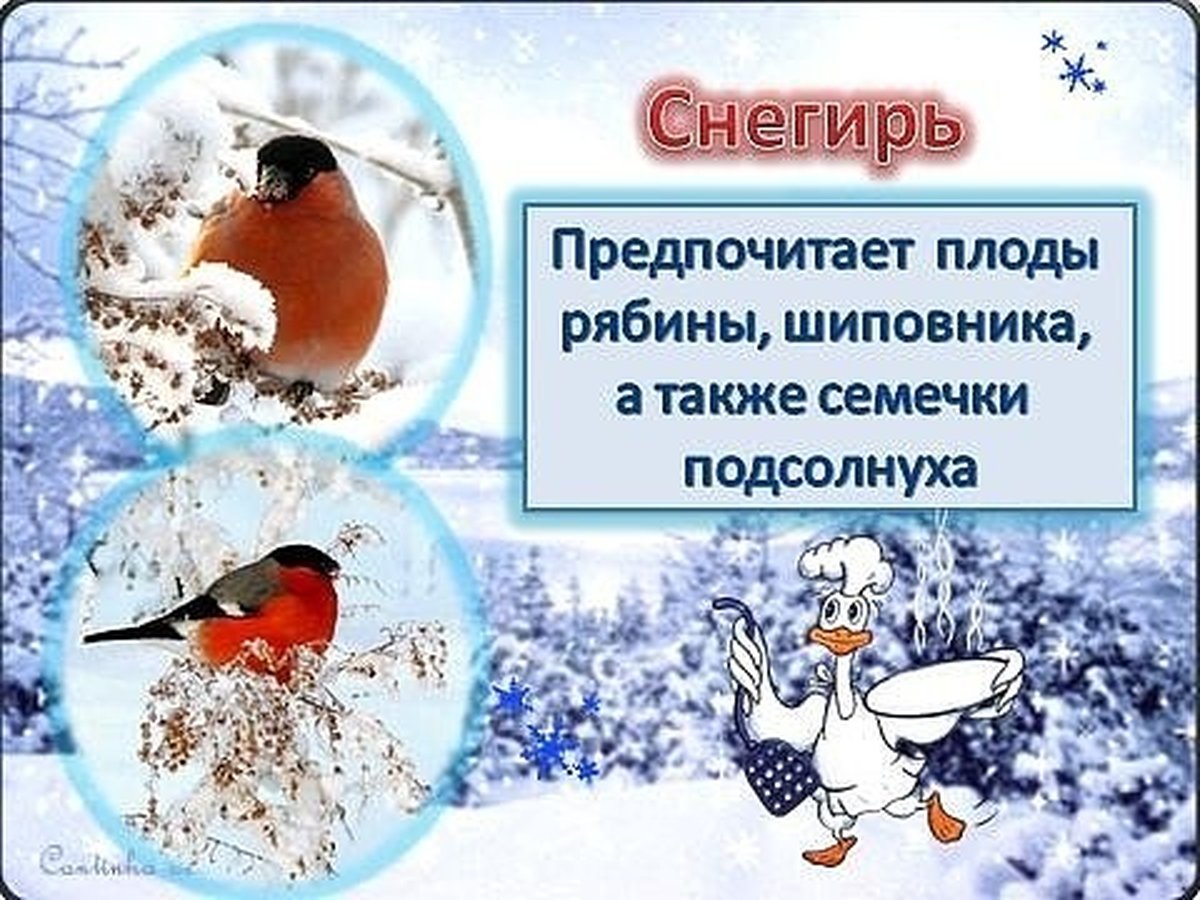 Птицы зимой презентация для дошкольников