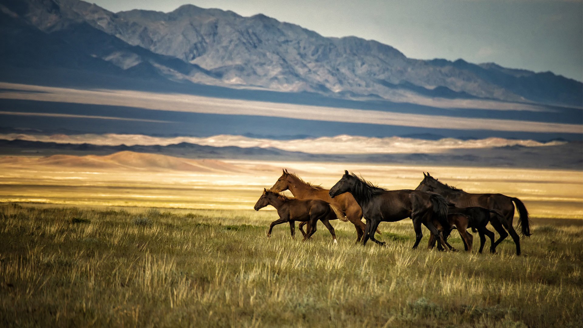 Казахстан лошади