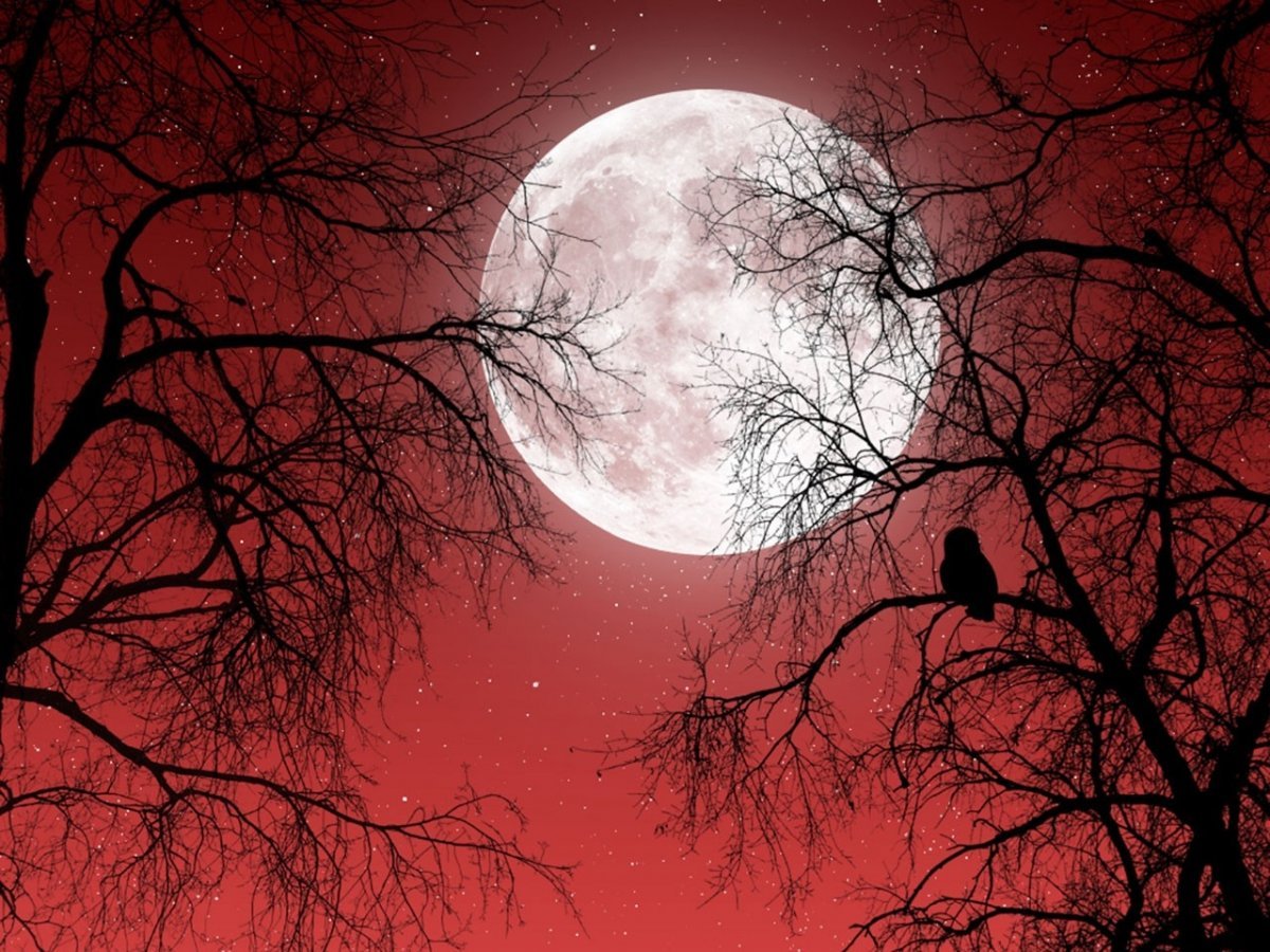 Красная Луна ( Хантер Эрин )