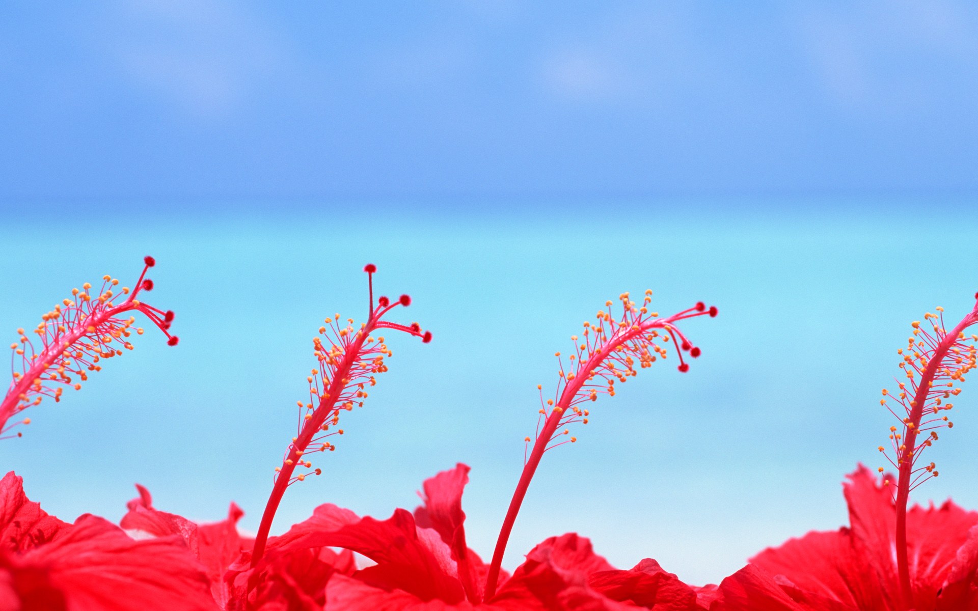 Экзотические цветы на фоне моря