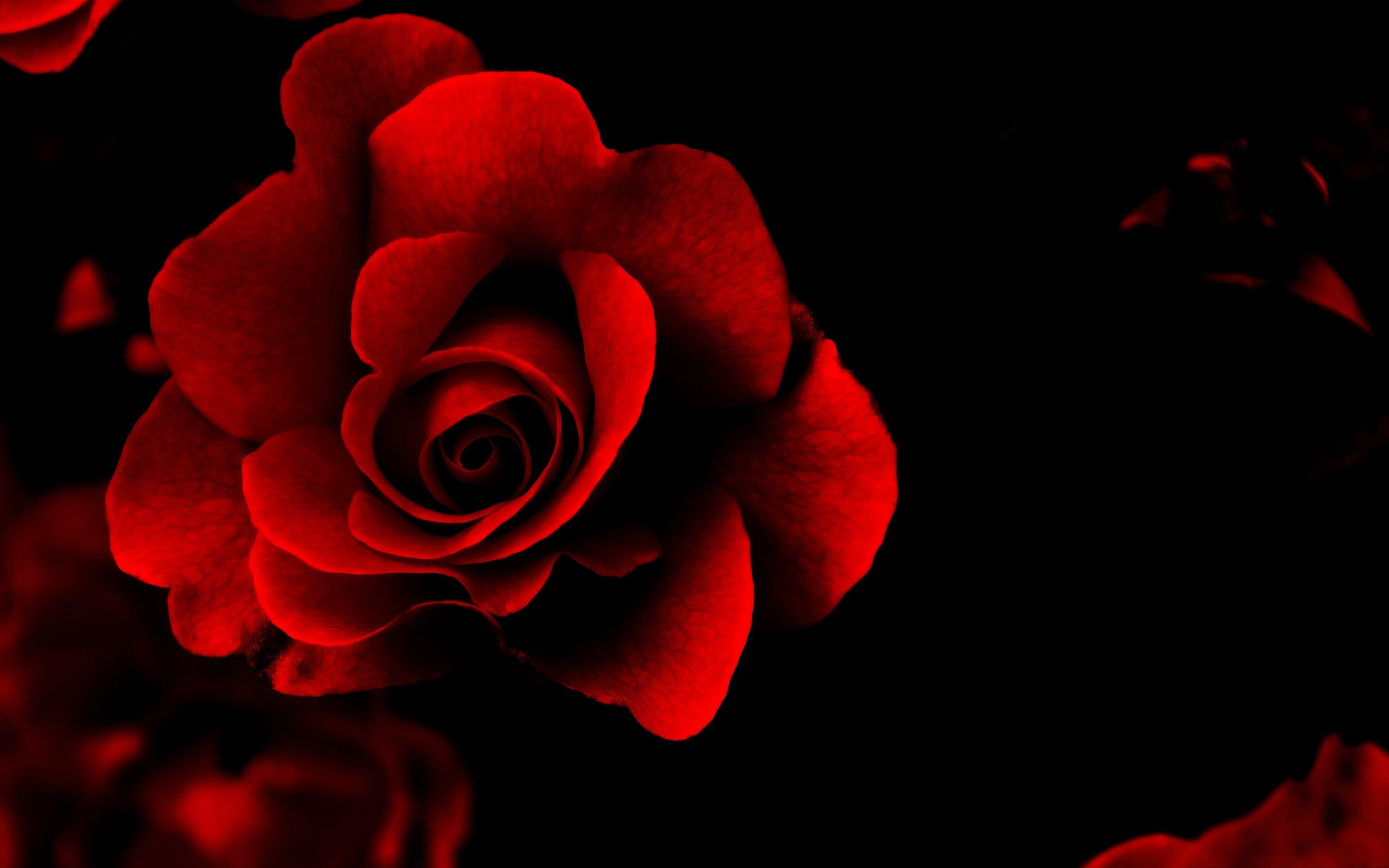 Цветок на темном фоне обои. Блэк Роуз ред Роуз. Красный цветок. Цветы на темном фоне. Цветы на черном фоне.