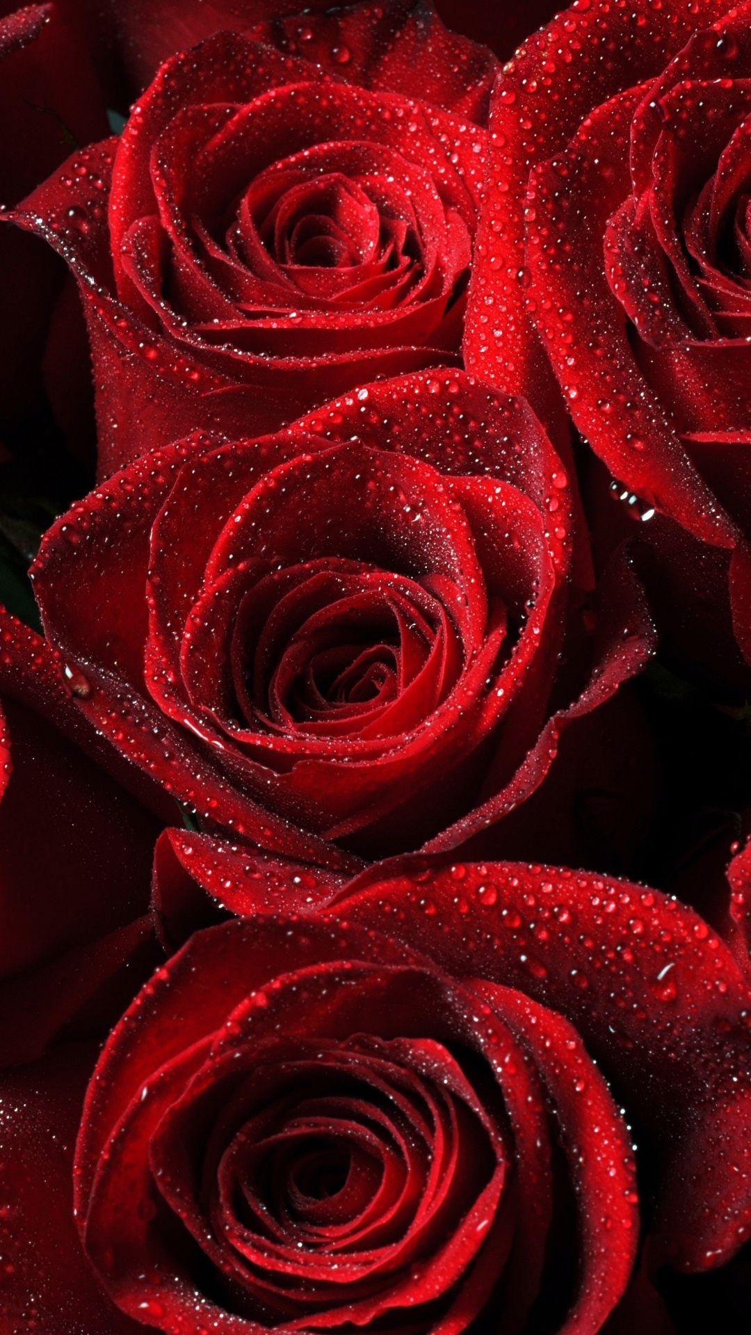 Бесплатные заставки розы на заставку телефона. Красный цветок. Красивые розы. Шикарные цветы. Роскошные розы.