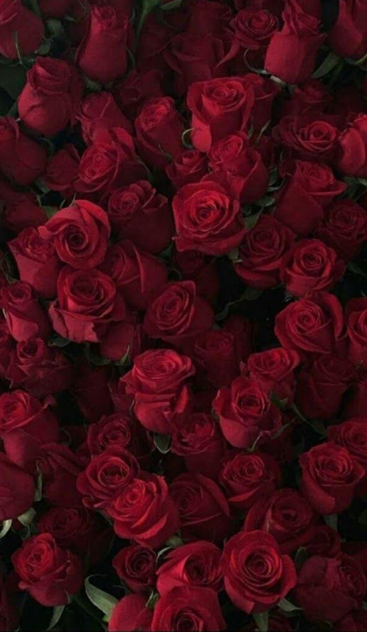 Красные розы на айфон