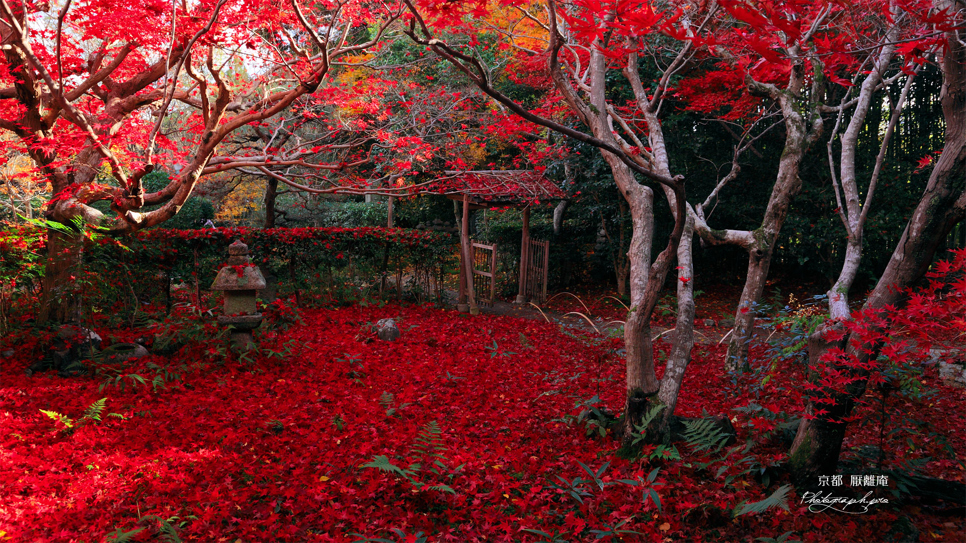 Японский осенний лес. 