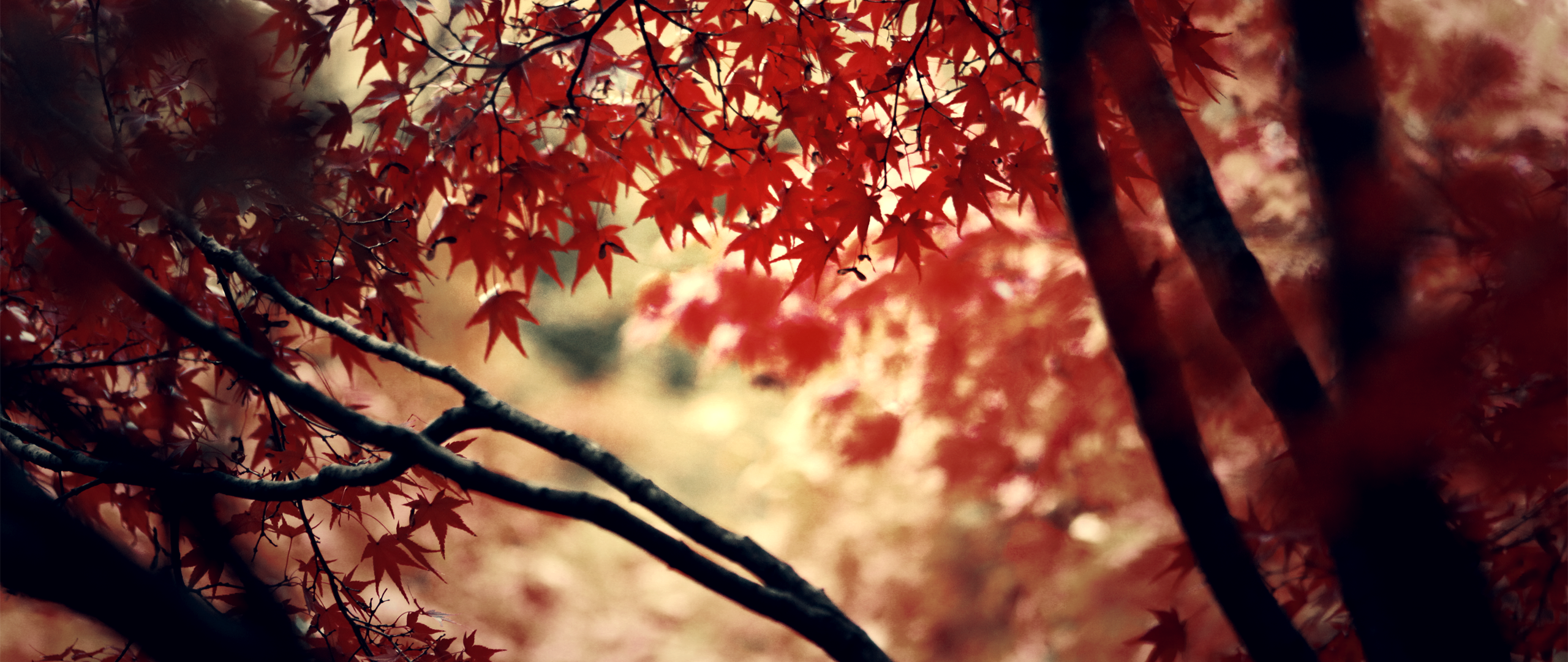 Обложки для вк профиля 1920х640. Природа. Осень картинки. Обложка профиля осень. Осенняя шапка для твиттера.