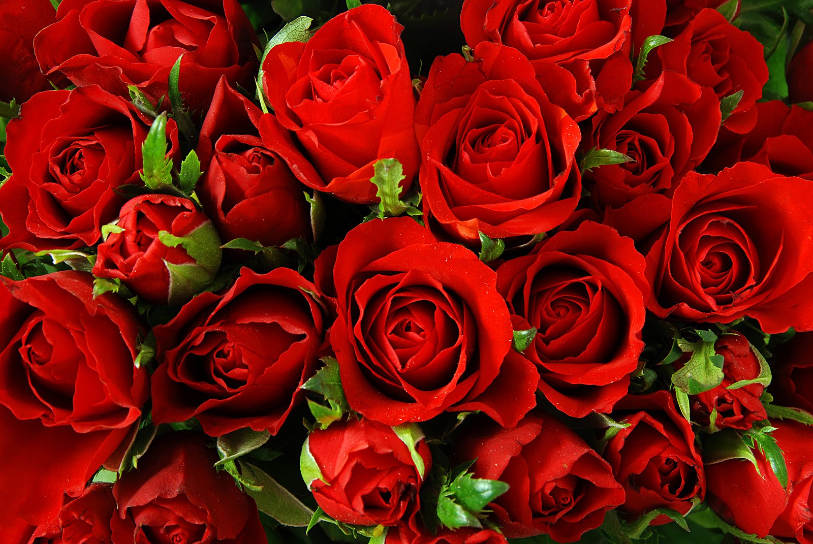 Букет Красных Роз Открытка