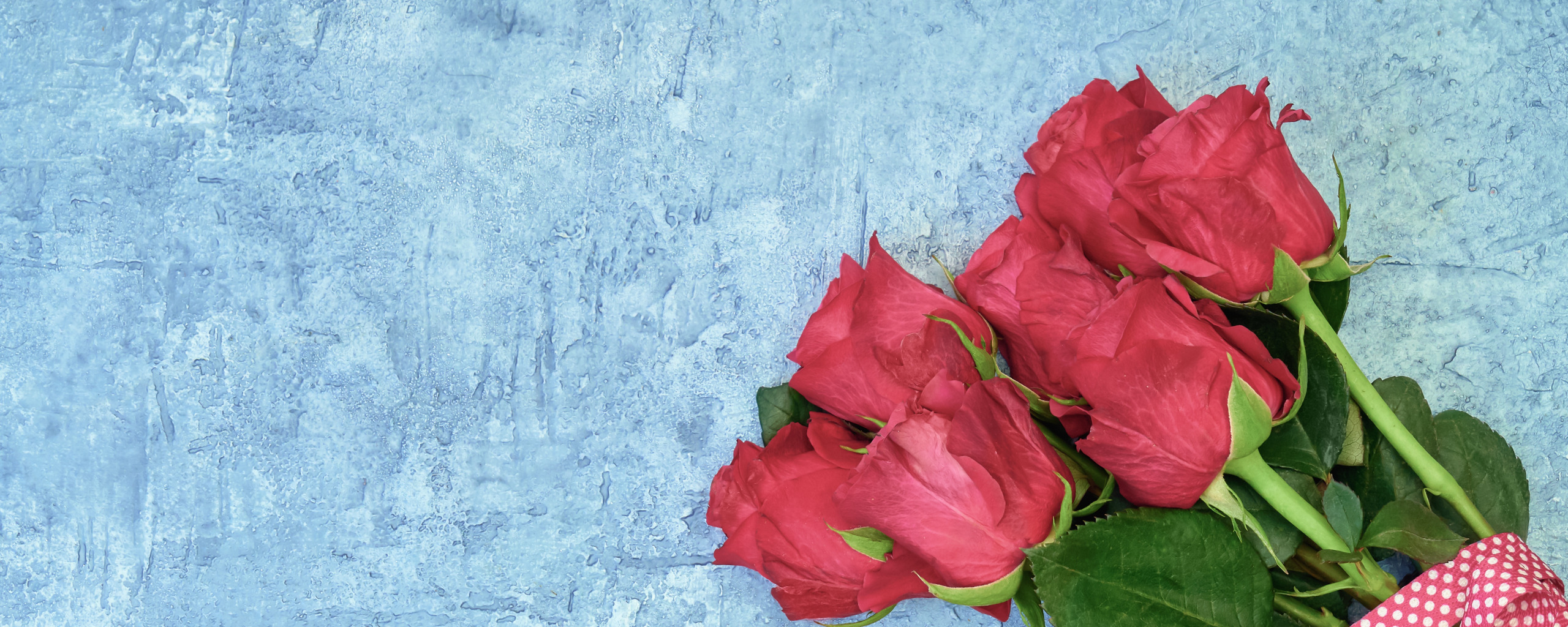 Красная роза на синем фоне фото