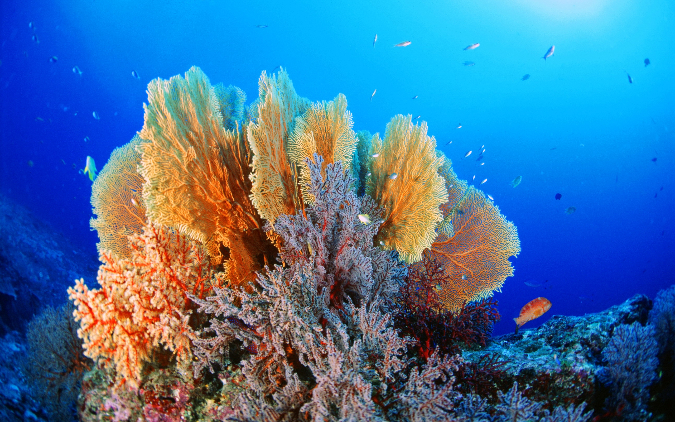 Красное море подводный мир кораллы