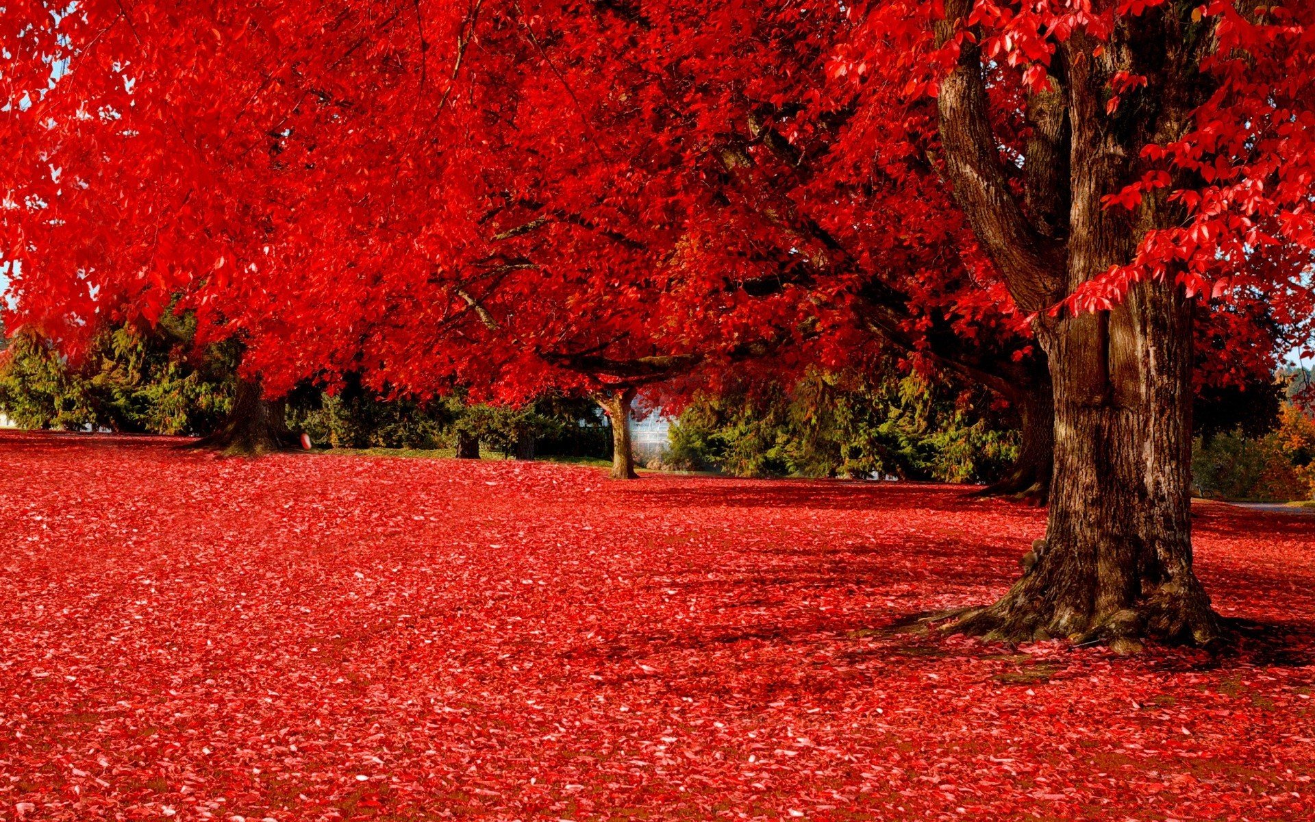 красное дерево картинки