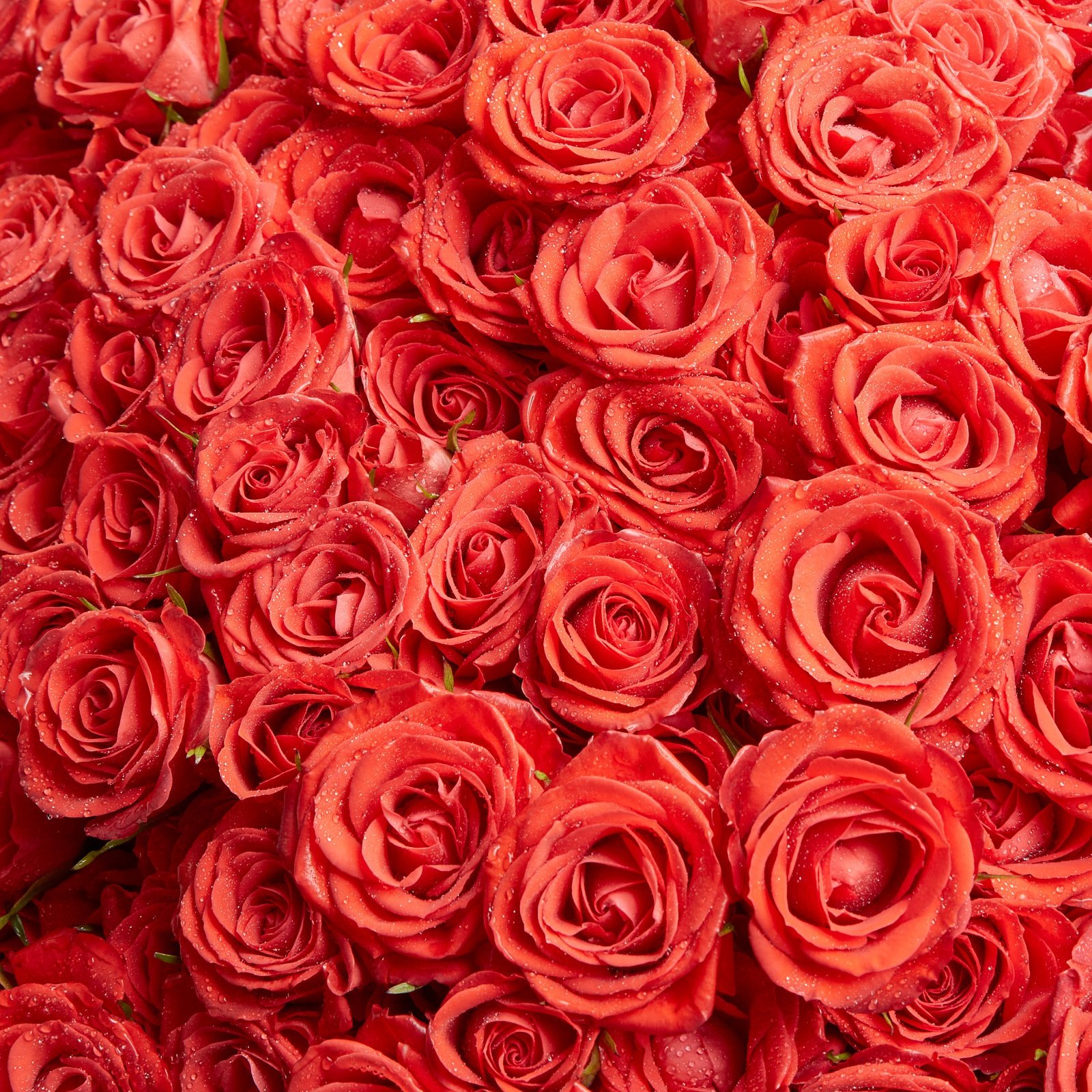 Розы красные много