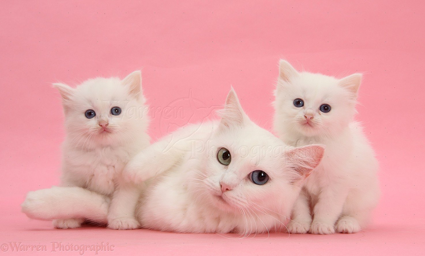 Белая кошка с котятами