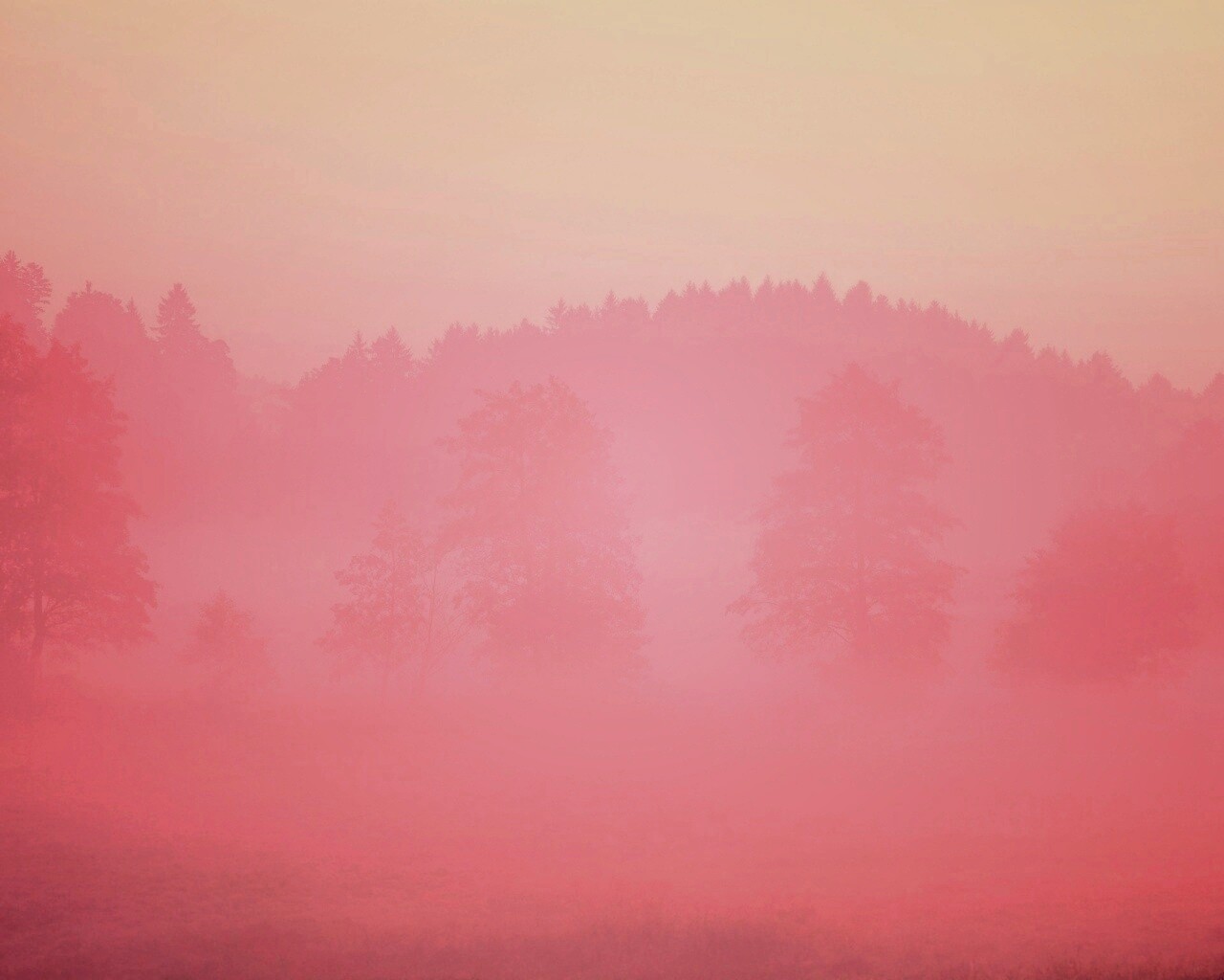 Розовый туман желтая