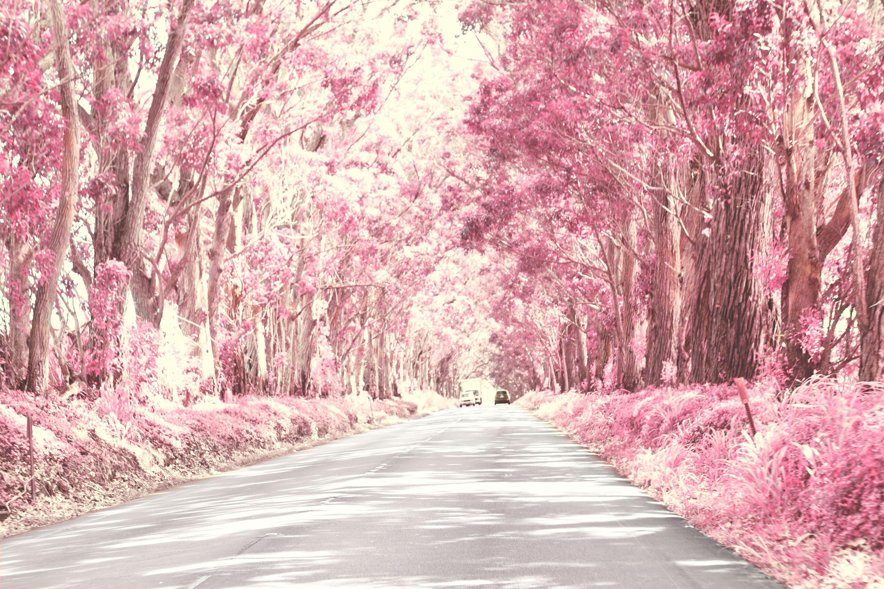 Розовые деревья в краснодаре. Розовое дерево. Сакура пейзаж. Розовая природа. Розовая Сакура.