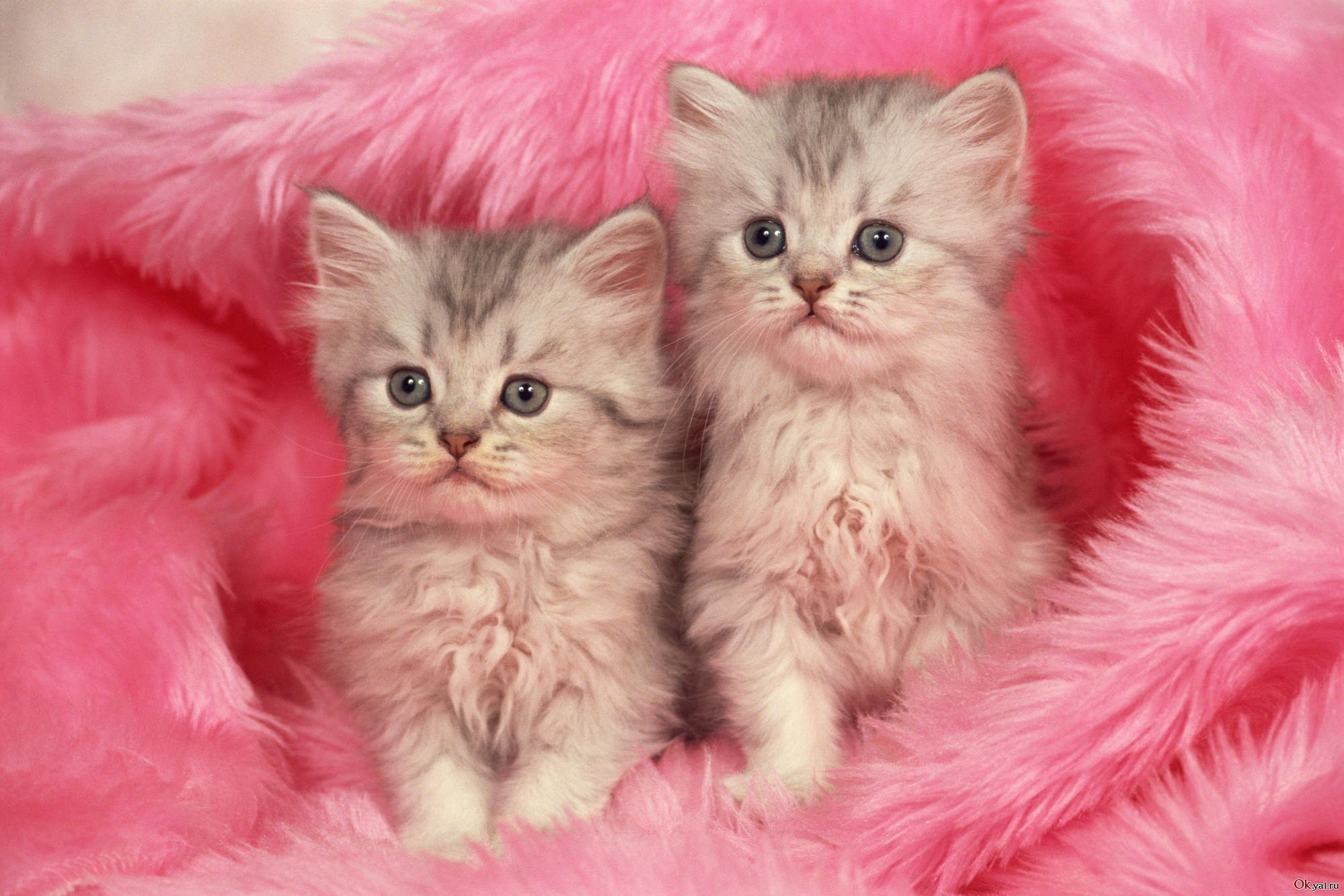 Пару милых кисок. Красивые котята. Милые кошки. Розовый котенок. Красивые пушистые котята.