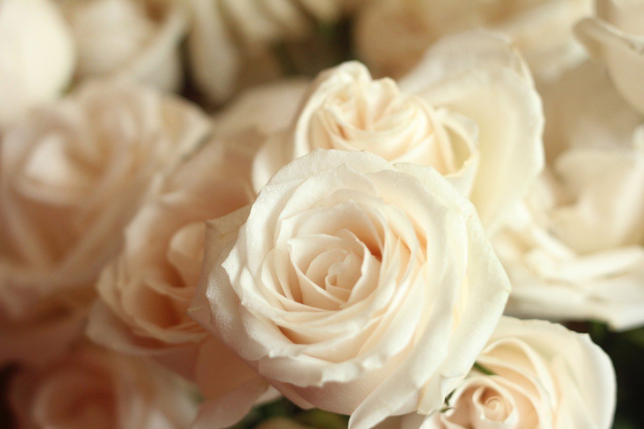 Белые розы оттенки. Бежевые розы. Цветы кремового цвета.