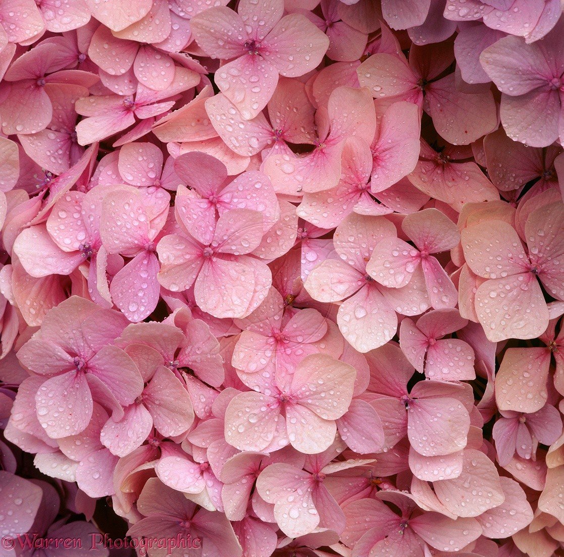 Маленькие цветы розового цвета