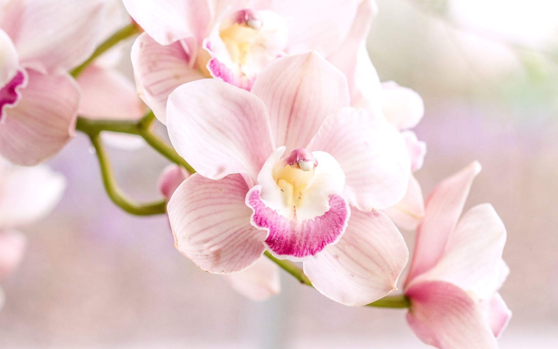 орхидеи фото красивые