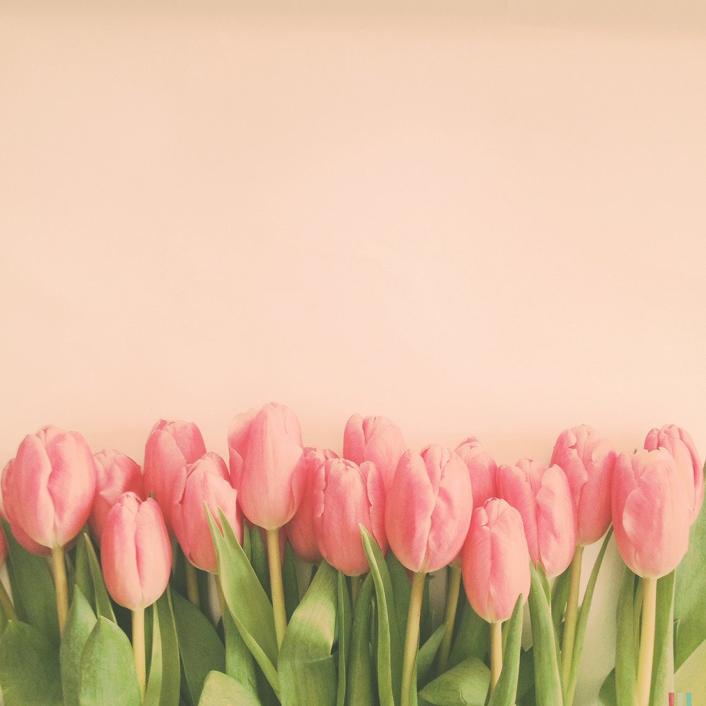 Фон тюльпаны нежный. Нежные тюльпаны. Розовые тюльпаны. Тюльпаны фон. Розовые тюльпаны нежный фон.
