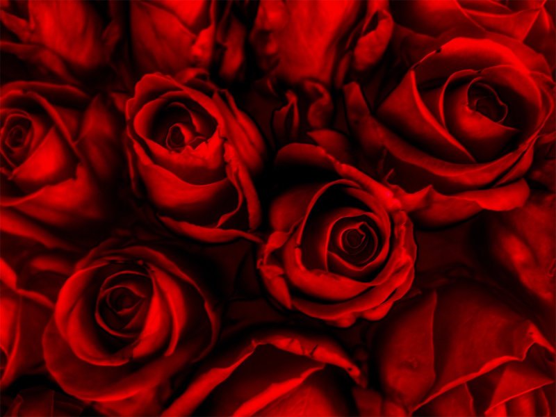 Ярко красные розы