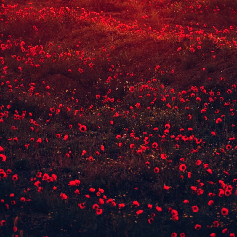Темное поле с цветами