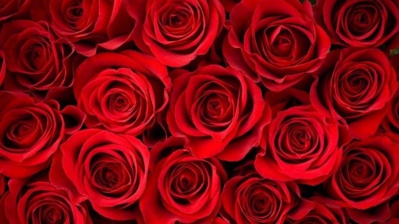 Красные розы обои