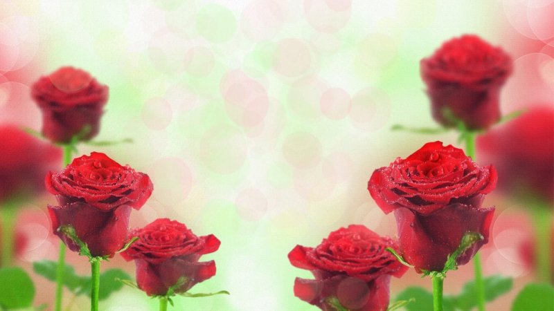 Фон для фотошопа цветы розы