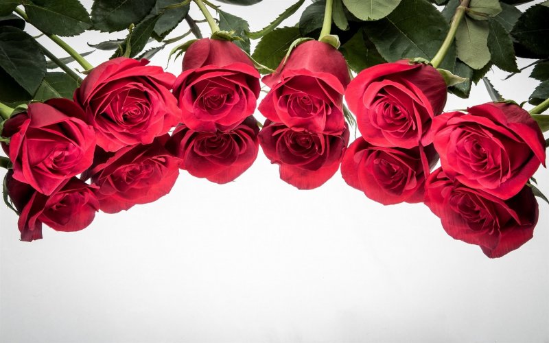 Красные розы на белом фоне