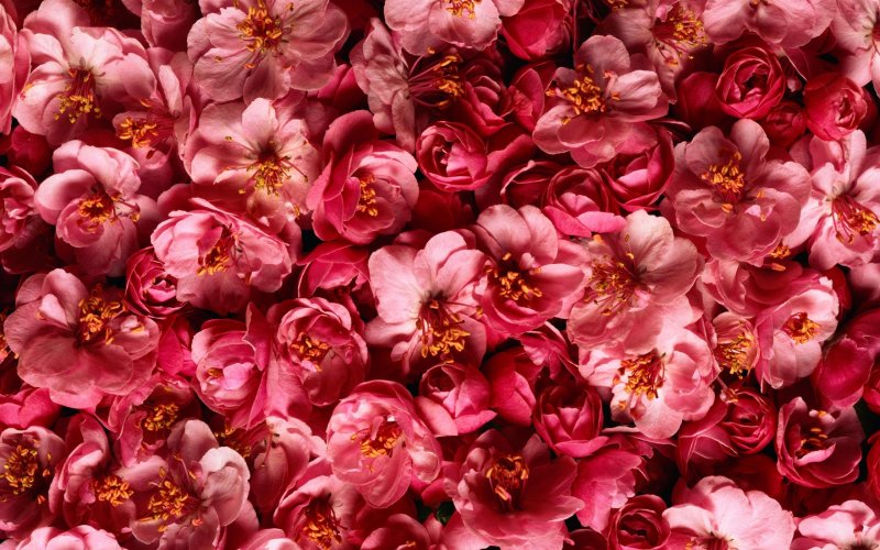Ярко розовые цветы