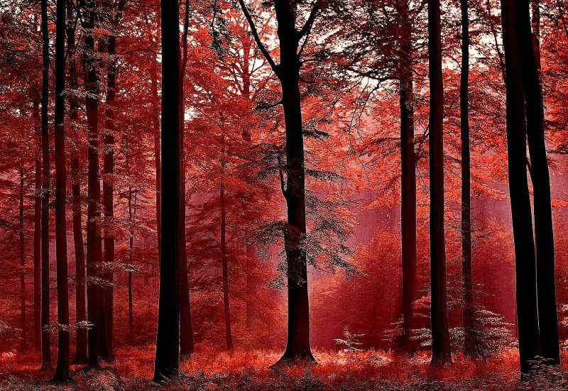Лес красного цвета