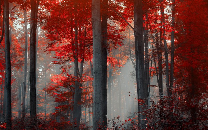 Красное дерево в тумане