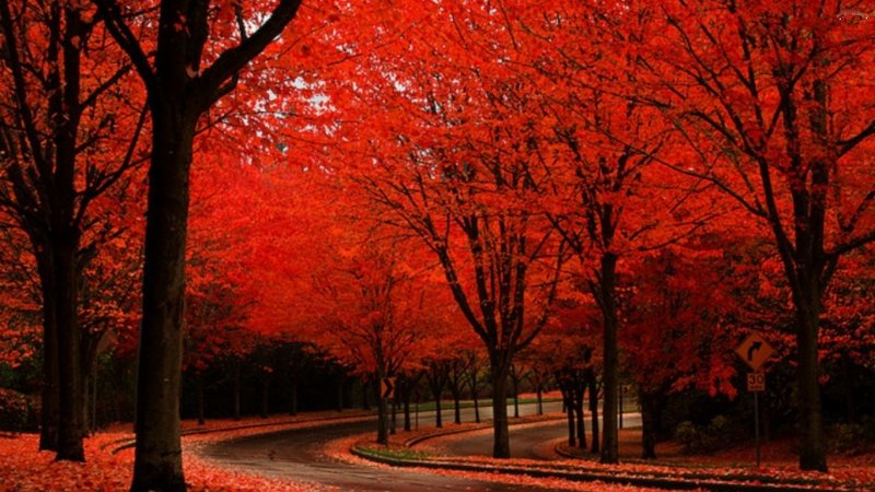 Осень в красных оттенках