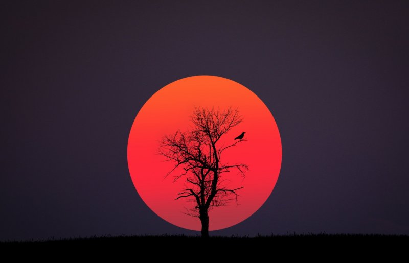 Дерево и красная Луна