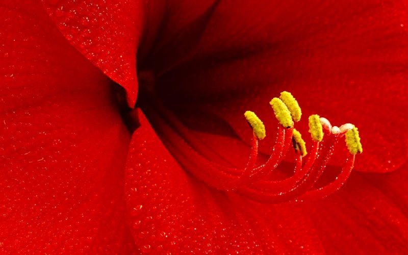 Ярко красные цветы фон (78 фото)