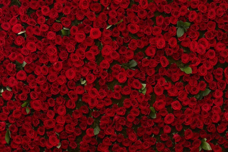 Стена из красных цветов