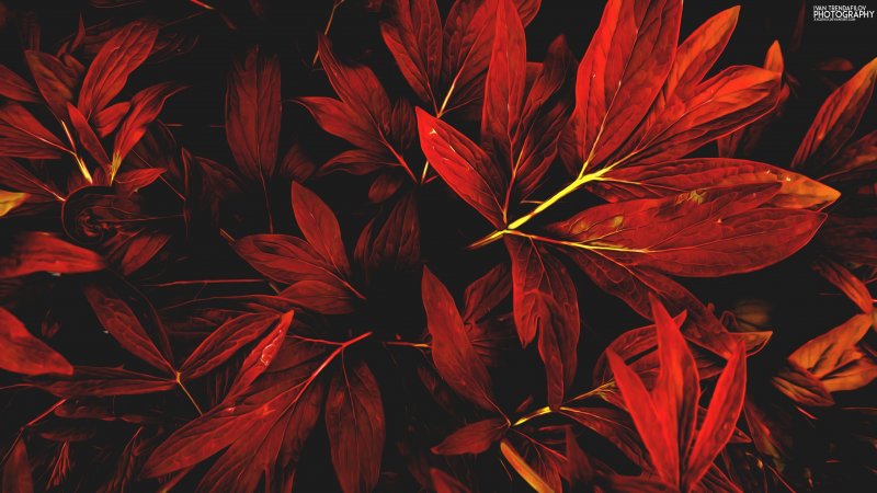Красные листья Эстетика