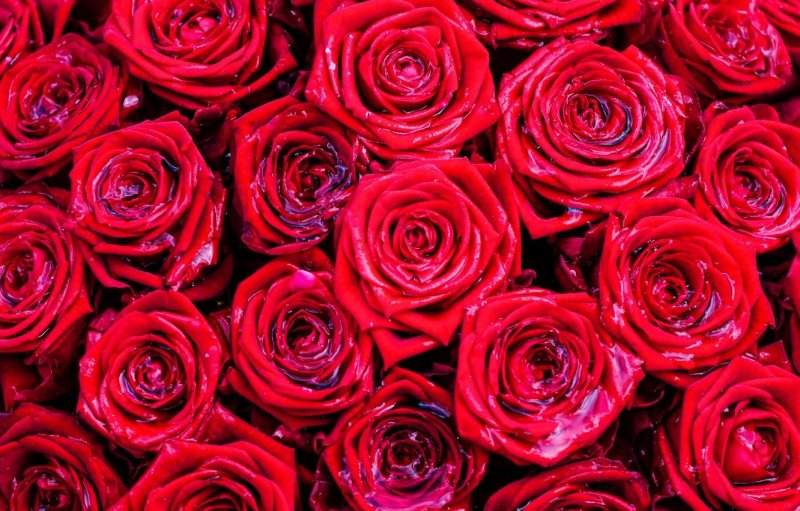 Цветы розы красные