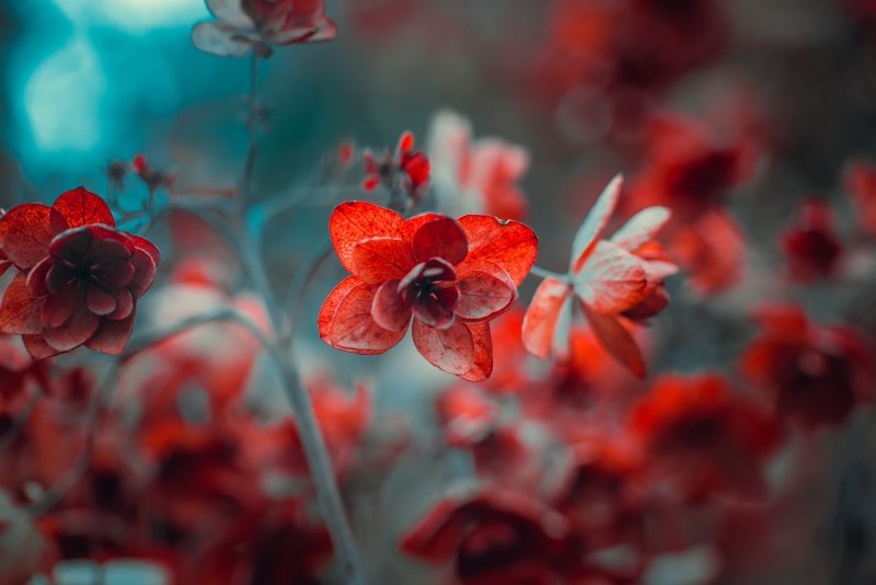 Мелкие красные цветы нежные