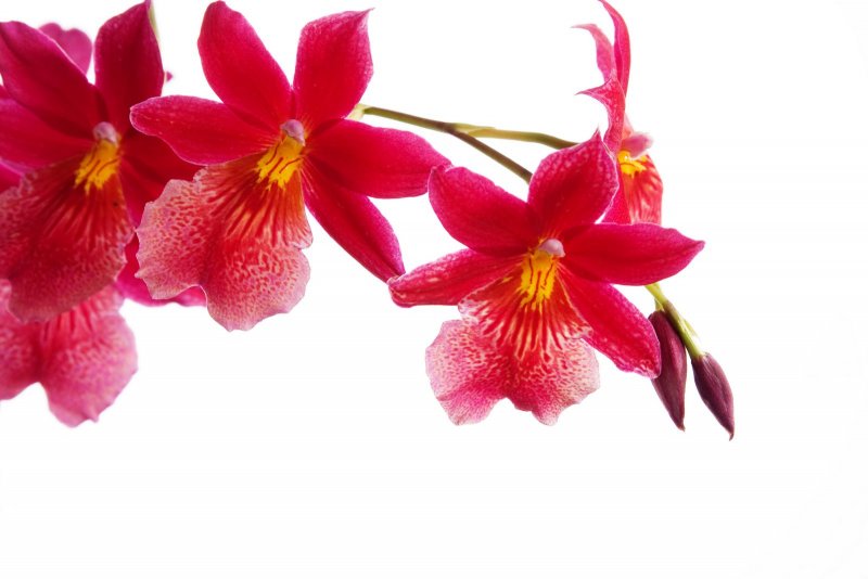 Красная Орхидея на белом фоне