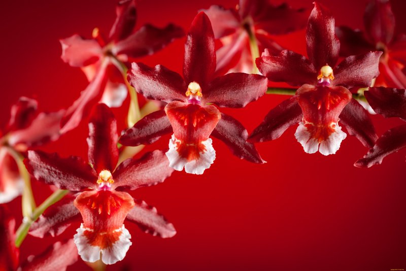 Очень красивые орхидеи