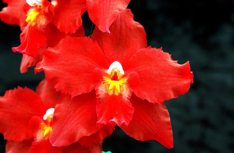 Алая Орхидея