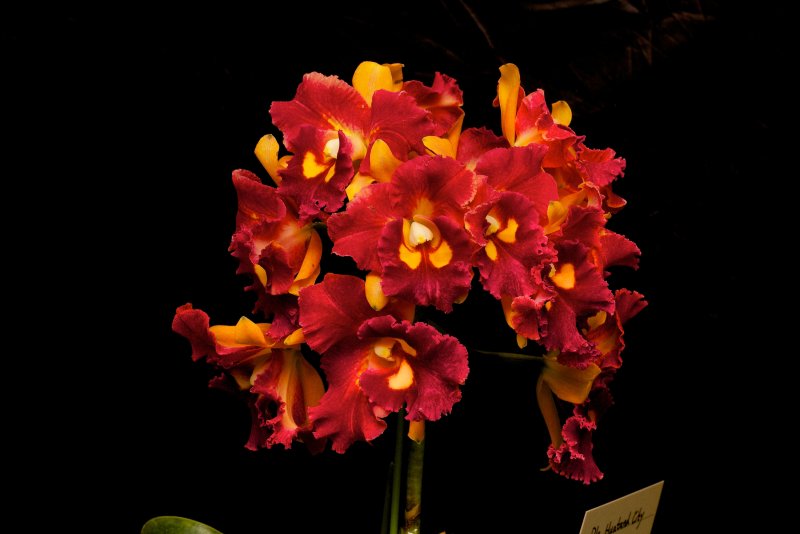 Красные орхидеи на черном