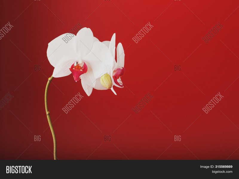 Картинка с орхидеями в углу на Красном фоне
