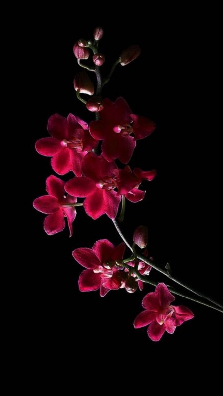 Красные орхидеи на черном фоне