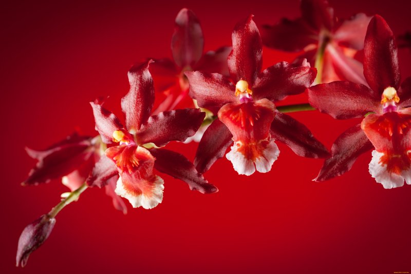 Красные орхидеи под дождем